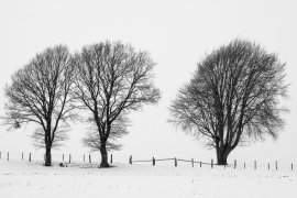 Drei Bäume in einer Schneelandschaft - Verschneite Landschaften | © Andreas Schniertshauer | Fotoclub 2000 Aachen