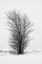 Baum in einer Schneelandschaft - Verschneite Landschaften | © Andreas Schniertshauer | Fotoclub 2000 Aachen