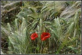 © Elisabeth Hiemenz | Fotoclub 2000 Aachen