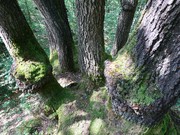 Fotoclub 2000 Aachen