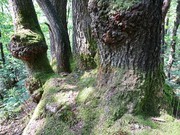 Fotoclub 2000 Aachen